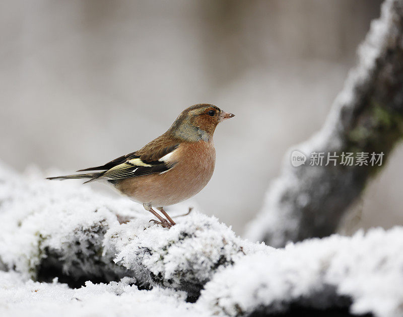 冬天的苍头燕雀(Fringilla coelebs)